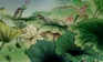 Little Birds and Beautiful Lotus Painting